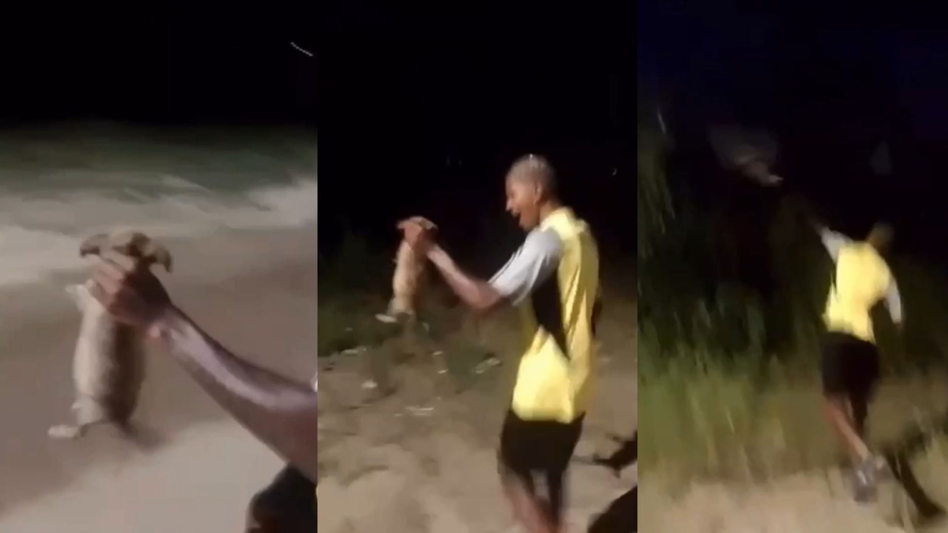 RJ: jovem arremessa cachorro em matagal e animal é encontrado morto