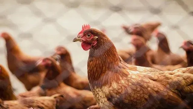 Gripe aviária: Turquia suspende importação de carne de frango do RS