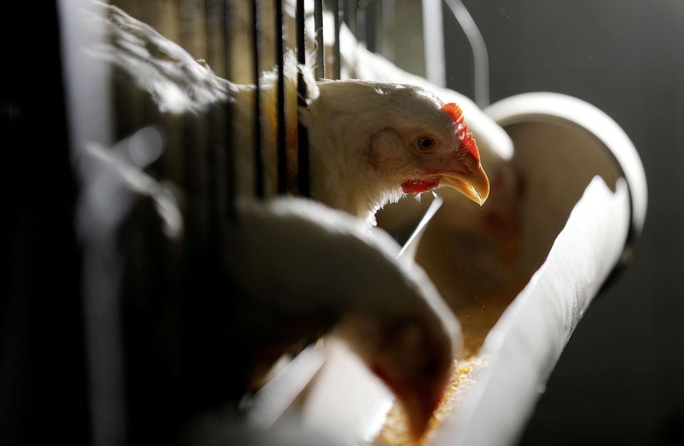 Gripe aviária: barreiras sanitárias serão reduzidas em região de foco no RS